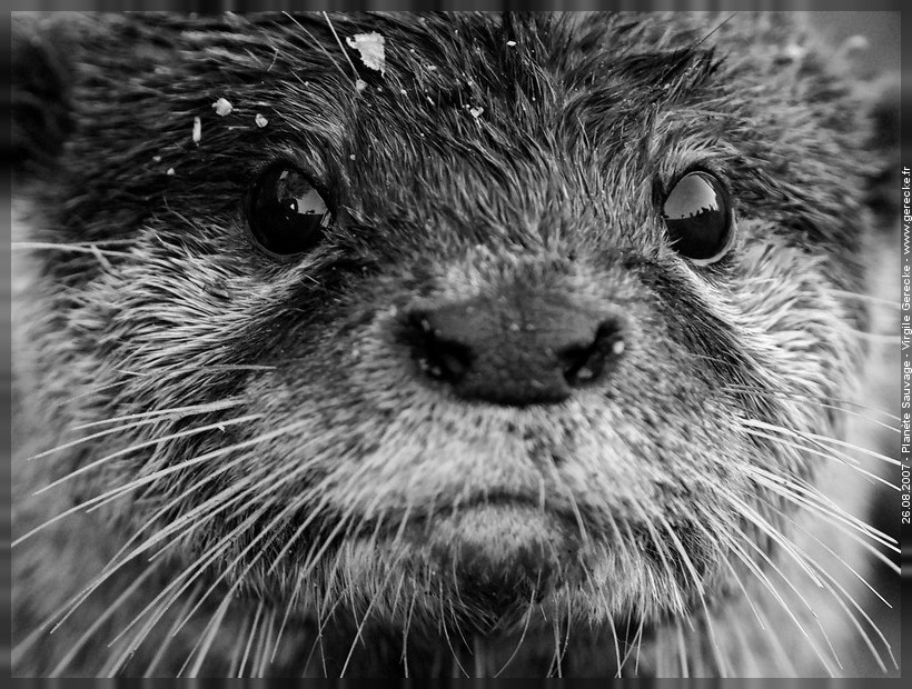 Loutre du Parc Planète Sauvage